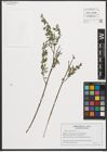 Foto von Salix purpurea L.